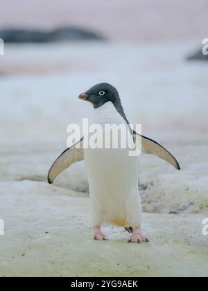 Pinguino di Adelie. Antartide, Penisola Antartica, Terra di Graham, Isola di Peterman Foto Stock