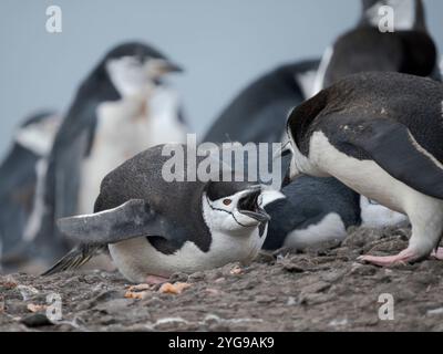 Pinguino Chinstrap. Antartide, Isole Shetland meridionali, Isola di Barrientos Foto Stock