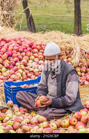Raiyar Beruwa, Khan Sahib Tehsil, Jammu e Kashmir, India. Confezionare le mele appena raccolte. Foto Stock