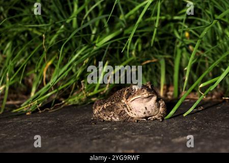 grande rana di rospo seduta su lastra di pietra con erba sullo sfondo di notte (foto di animali selvatici anfibi) Foto Stock