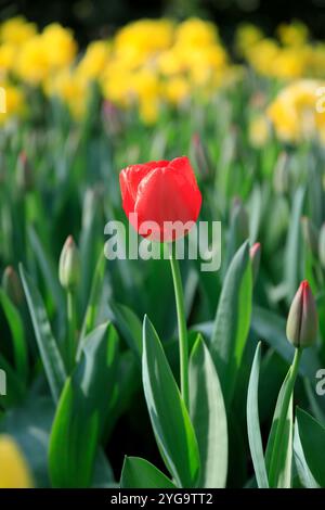 Paesi Bassi, Zuid Holland, Lisse. Tulipano rosso singolo in un campo di narcisi gialli. Foto Stock