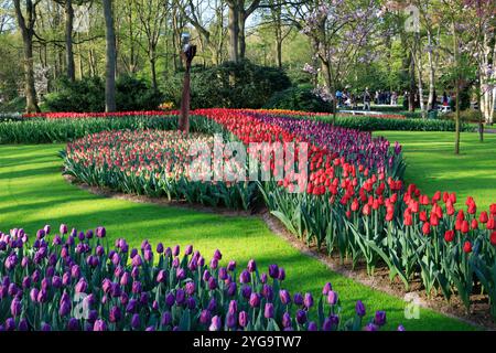 Paesi Bassi, Zuid Holland, Lisse. Giardini Keukenhof. Tulipani. Foto Stock