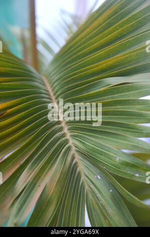 Dypsis lutescens pianta, conosciuta anche come palma di canna d'oro, palma arecana, palma di farfalla gialla. Foglie di palma verde nella foresta tropicale. Foto Stock