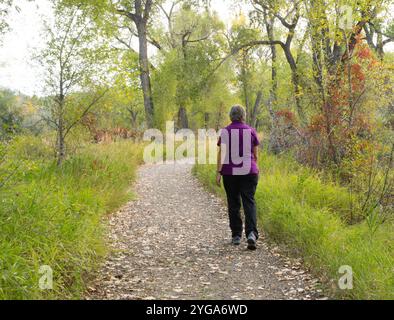 Donna anziana attiva che indossa una blusa viola, pantaloni neri e sneakers che camminano lungo un sentiero attraverso una foresta decidua in autunno. Fotografato da Foto Stock