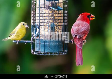 Miami Shores, Florida, Stati Uniti. 6 novembre 2024. Uccelli che mangiano da un alimentatore di uccelli in un santuario urbano di fauna selvatica Miami Shores, Florida, il 6 novembre 2024. (Immagine di credito: © Ronen Tivony/ZUMA Press Wire) SOLO PER USO EDITORIALE! Non per USO commerciale! Foto Stock