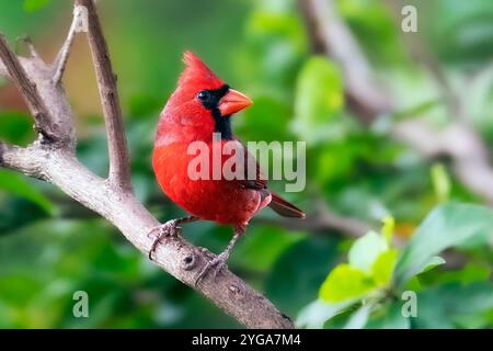 Miami Shores, Florida, Stati Uniti. 6 novembre 2024. Un cardinale visto in un santuario urbano di fauna selvatica Miami Shores, Florida, il 6 novembre 2024. (Immagine di credito: © Ronen Tivony/ZUMA Press Wire) SOLO PER USO EDITORIALE! Non per USO commerciale! Foto Stock