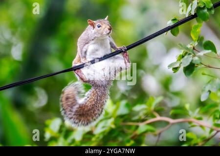 Miami Shores, Florida, Stati Uniti. 6 novembre 2024. Uno scoiattolo si bilancia su un cavo in un santuario urbano di fauna selvatica Miami Shores, Florida, il 6 novembre 2024. (Immagine di credito: © Ronen Tivony/ZUMA Press Wire) SOLO PER USO EDITORIALE! Non per USO commerciale! Foto Stock