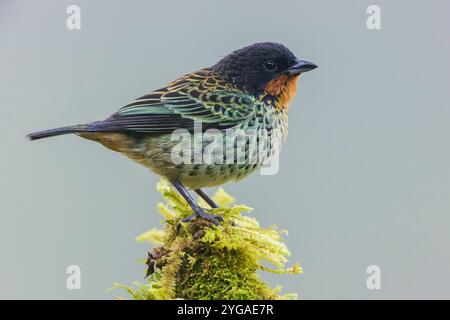 Tanager dalla gola rudimentale a casa nella minacciata foresta Choco dell'Ecuador Foto Stock