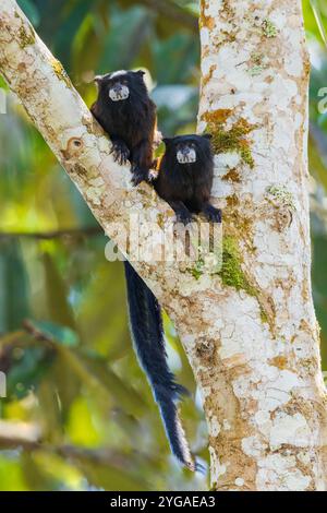 Coppia di tamarin a sella che scansiona la foresta circostante nel Perù centrale Foto Stock