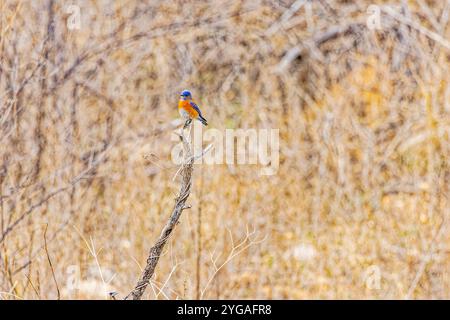 USA, Arizona, Tucson. Uccello rosso occidentale maschio nell'albero. Foto Stock
