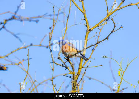 USA, Arizona, Tucson. Uccello rosso occidentale maschio nell'albero. Foto Stock