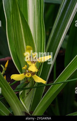 USA, Hilo, Hawaii. Il Tropical Bioreserve and Garden presenta varietà di orchidee. Iris camminanti mostrato qui. Foto Stock