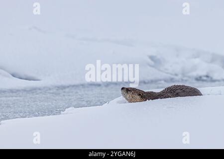 Lontra di fiume sulla neve nella Lamar Valley di Yellowstone Foto Stock