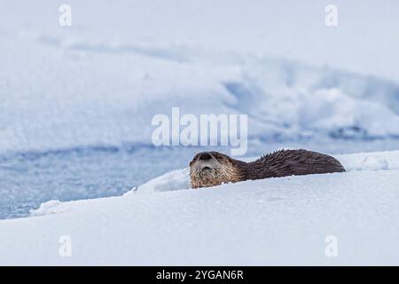 Lontra di fiume sulla neve nella Lamar Valley di Yellowstone Foto Stock