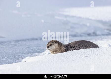 Lontra di fiume sulla neve nella Lamar Valley di Yellowstone Foto Stock