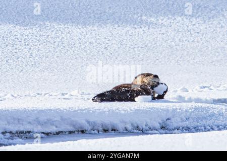 Lontra di fiume sulla neve nella Lamar Valley di Yellowstone Foto Stock