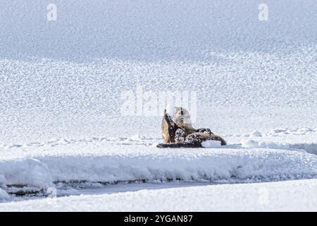 Lontra di fiume sulla neve nella Lamar Valley di Yellowstone Foto Stock