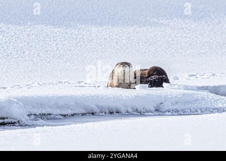 Lontra di fiume sulla neve nella Lamar Valley di Yellowstone Foto Stock