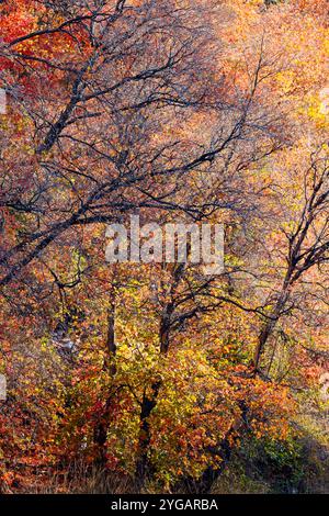 USA, Utah, Logan. Logan Pass Highway 89 e aceri del canyon di colore autunnale Foto Stock