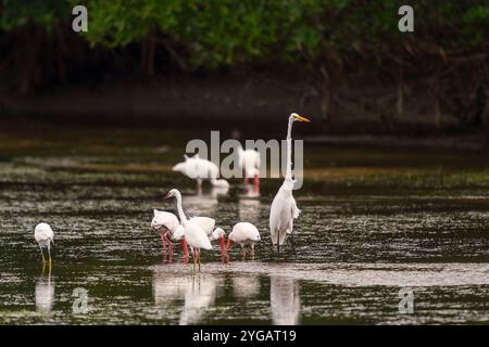 Great Egret (Ardea alba), Snowy Egret (Egretta thula) e American White Ibises (Eudocimus albus) a J.N. Ding Darling NWR. Florida. STATI UNITI Foto Stock
