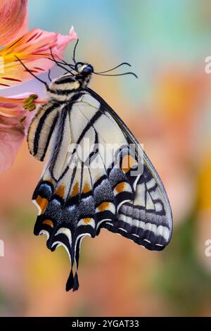 Stati Uniti, Stato di Washington, Sammamish. Burro di coda di rondine della tigre orientale sul giglio peruviano, Alstroemeria Foto Stock