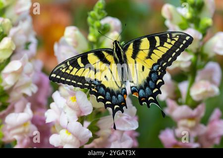 Stati Uniti, Stato di Washington, Sammamish. Burro di coda di rondine della tigre orientale su snapdragons rosa e bianco Foto Stock