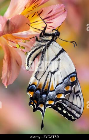 Stati Uniti, Stato di Washington, Sammamish. Burro di coda di rondine della tigre orientale sull'Alstroemeria peruviana Foto Stock