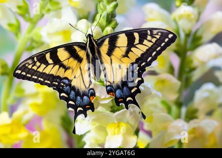 Stati Uniti, Stato di Washington, Sammamish. Burro di coda di rondine della tigre orientale su snapdragons bianchi e gialli Foto Stock