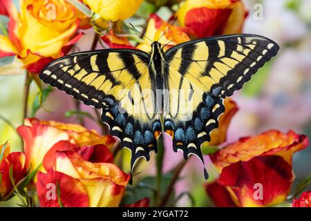 Stati Uniti, Stato di Washington, Sammamish. Burro di coda di rondine della tigre orientale su rose rosse e gialle Foto Stock