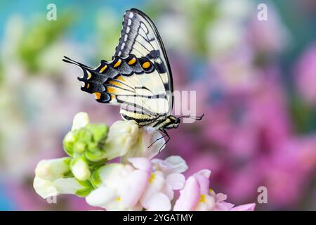 Stati Uniti, Stato di Washington, Sammamish. Burro di coda di rondine della tigre orientale su snapdragons rosa e bianco Foto Stock