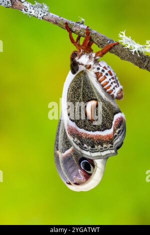 Stati Uniti, Stato di Washington, Sammamish. Falena di seta rossa robin, Hyalophora Cecropia. Mentre si schiudeva ed espandeva le sue ali. Foto Stock