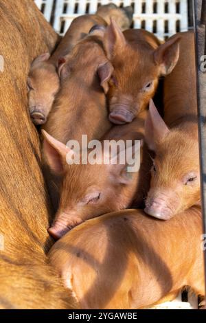 Chimacum, Stato di Washington, Stati Uniti. Scrofa di maiale Tamworth e suinetti in una cassa per il parto Foto Stock