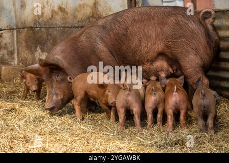 Chimacum, Stato di Washington, Stati Uniti. Tamworth maiale semina in piedi mentre si allatta i suoi suinetti Foto Stock