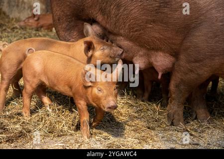 Chimacum, Stato di Washington, Stati Uniti. Tamworth maiale semina in piedi mentre si allatta i suoi suinetti Foto Stock