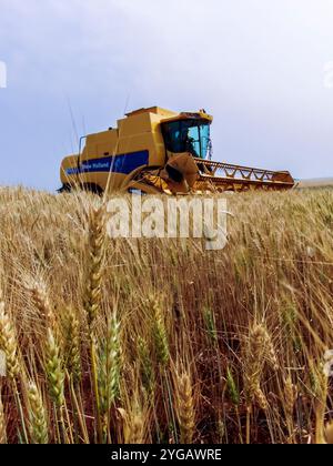 Parana, Brasile, 20 settembre 2007. La mietitrebbia New Holland raccoglie grano in un'azienda nello stato di Parana Foto Stock