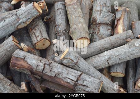 pezzi di legno tagliato da lumberjack per riscaldare Foto Stock