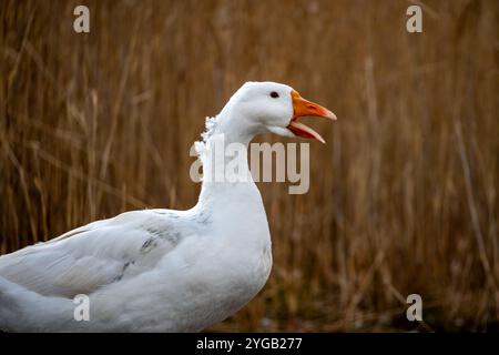 oca bianca in piedi sull'erba. Oche in natura. Allevamento di pollame nel villaggio. Foto Stock