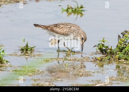 Uccello sandpiper bianco e rumpato splendidi dettagli colorati in un habitat naturale Foto Stock
