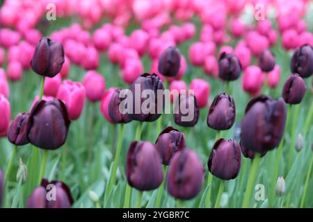 Tulipani rosa e viola in un giardino primaverile Foto Stock