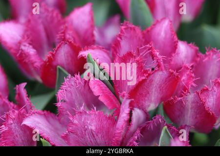 Primo piano di tulipani con frange rosa intenso Foto Stock