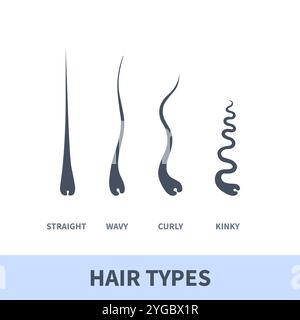 Grafico dettagliato dei tipi di capelli per la crescita del gruppo di fili Illustrazione Vettoriale