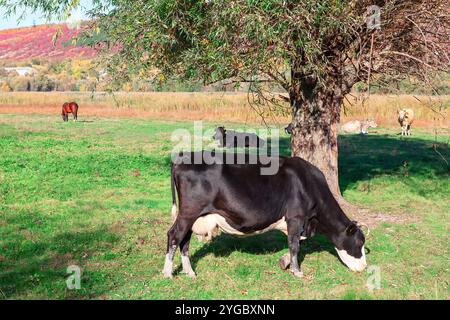 Mucca che pascolano pacificamente su lussureggiante erba verde in un pascolo sereno. Mucca nera nelle praterie di campagna Foto Stock