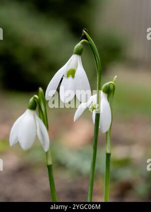 Galanthus reginae-olgae - goccia di neve della Regina Olga Foto Stock