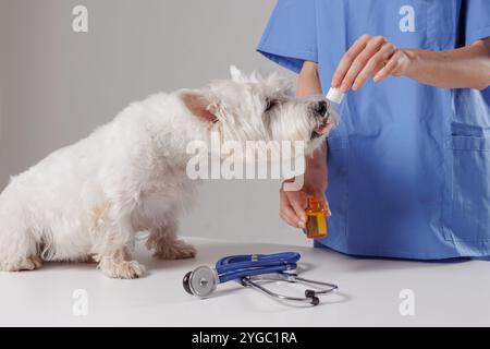 veterinario dando medicina con una pipetta a un cane bianco primo piano in una clinica veterinaria, trattamento per cani, vitamine per animali domestici Foto Stock