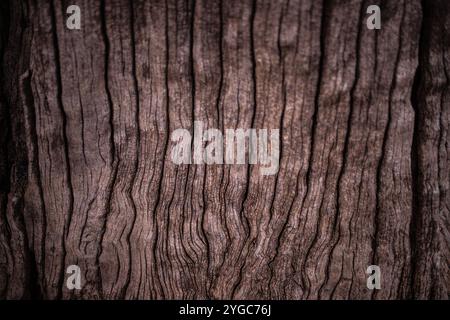 Foto ravvicinata della struttura della corteccia del legno di un ceppo d'albero. Foto Stock