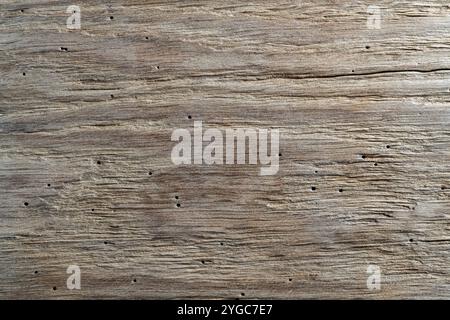 Fondo rustico in legno di fienile con fori di termiti. Vista dall'alto del fienile di legno marrone vintage con crepe e venatura del legno. Legno vecchio con natura Foto Stock