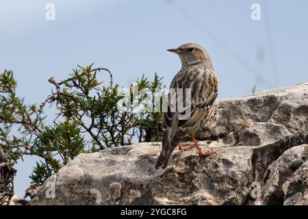 Accentor alpino Prunella collaris con retro girato e guardando la fotocamera, Alcoy, Spagna Foto Stock