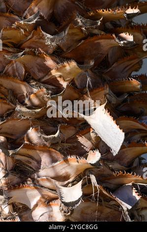 La corteccia di palme presenta una straordinaria gamma di texture e colori alla luce calda del sole, una vera dimostrazione dell'arte della natura. Foto Stock