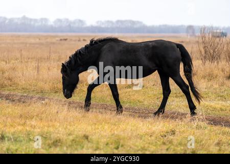 Un cavallo nero sullo sfondo di un colorato campo autunnale. Un cavallo nel campo in autunno. Un cavallo nero pascola su un prato autunnale Foto Stock