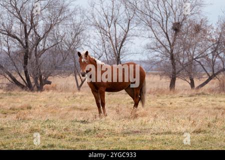 Un solo cavallo in piedi tra il salmastro e l'erba alta Foto Stock